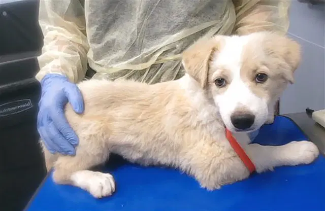 Angelica - Great Pyrenees