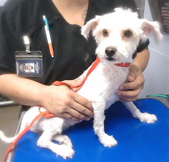 Fifi - Bichon Frise
