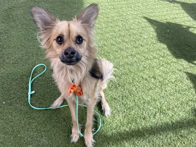 Marty - Chihuahua
