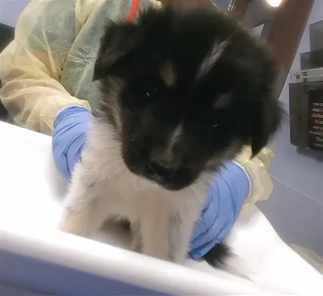 Zanay - Australian Shepherd