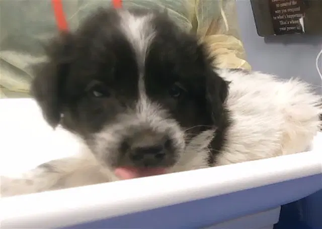 Zarie - Australian Shepherd