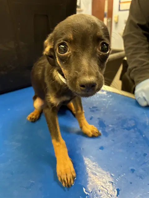 Smoothie - Chihuahua