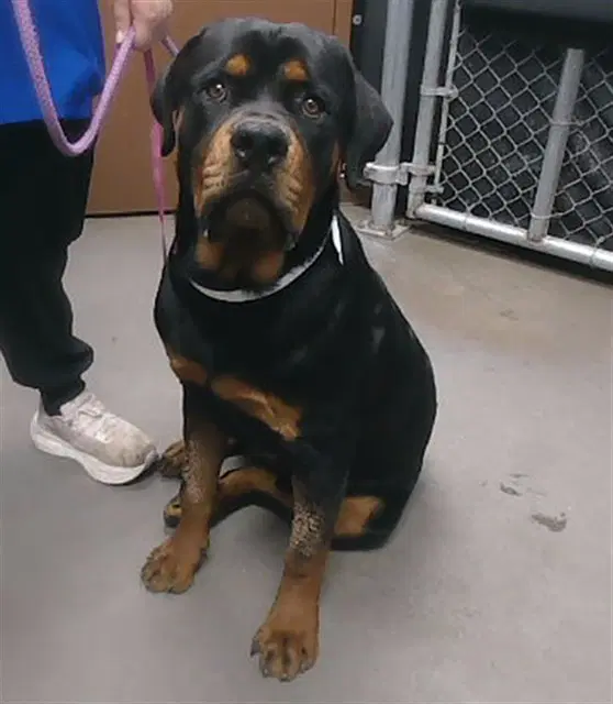 Mack - Rottweiler