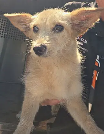 Amika - Chihuahua