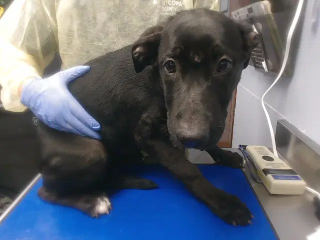 Diana - Labrador Retriever