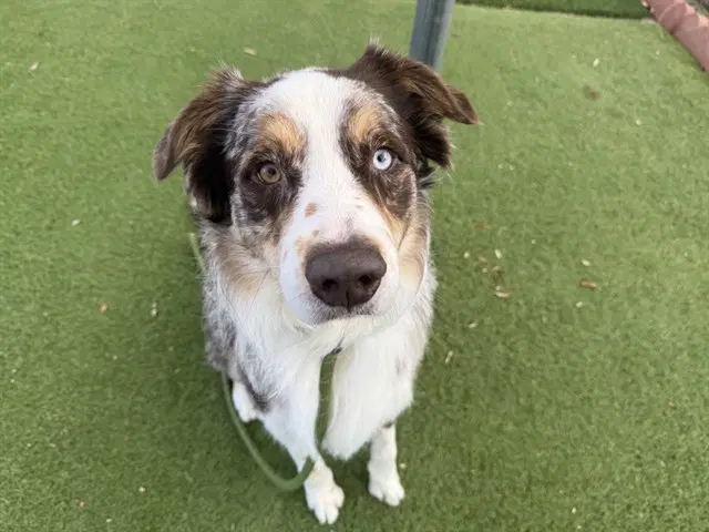 Shakespeare - Australian Shepherd
