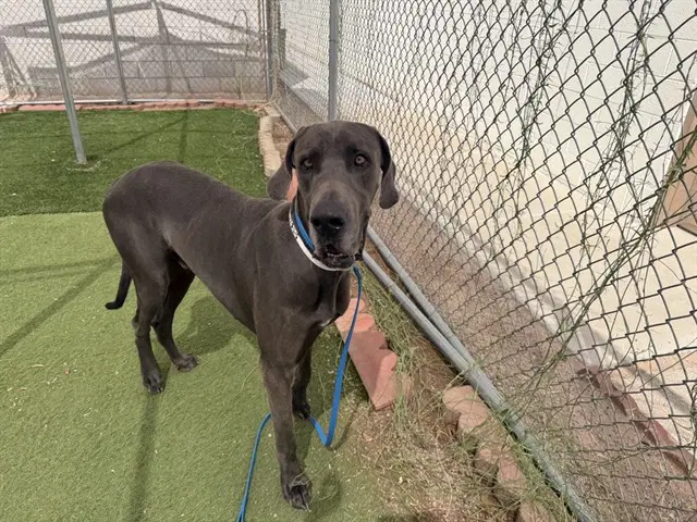 Donatello - Great Dane