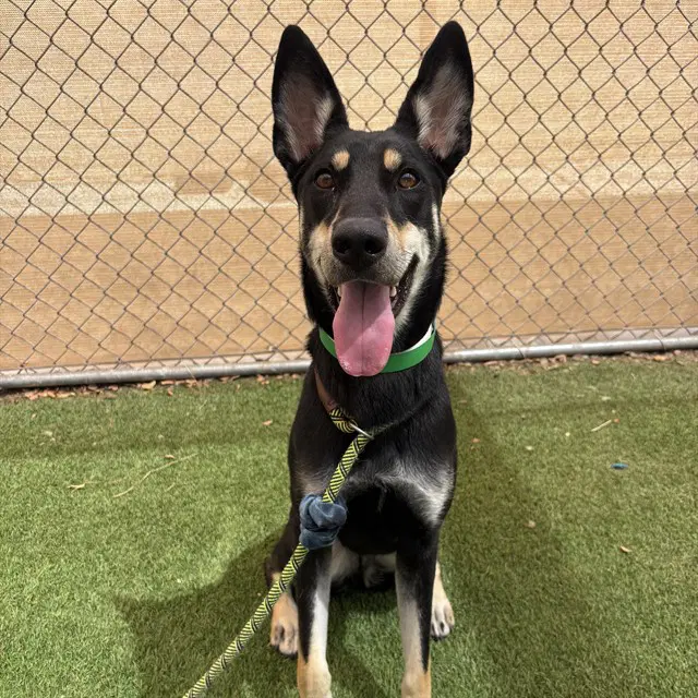 Hazel - Australian Kelpie