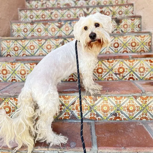 Lucky - Poodle (Miniature)