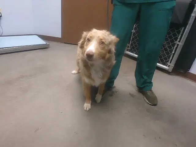 Dave - Australian Shepherd