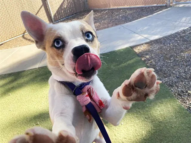 Sprite - Australian Cattle Dog/Blue Heeler