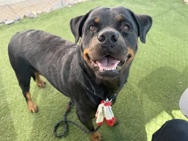 Adeline - Rottweiler