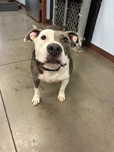 Lena - American Pit Bull Terrier