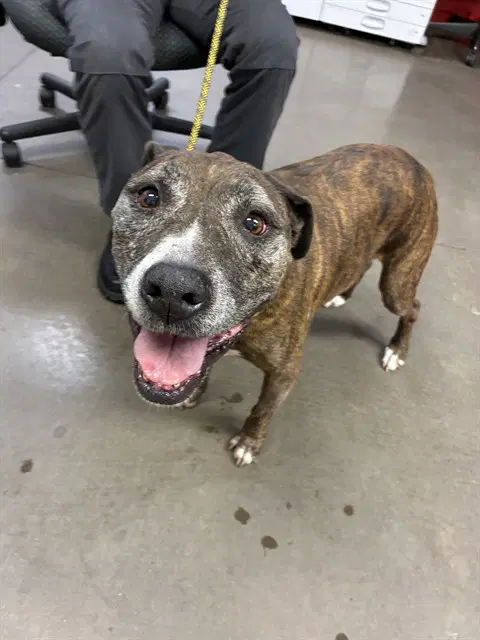 Heidi - American Pit Bull Terrier
