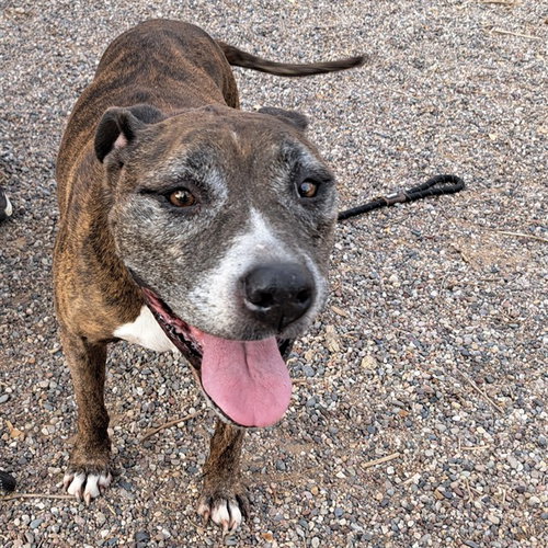 HEIDI, a dog for adoption from Maricopa County Animal Care & Control - West Valley Animal Care Center