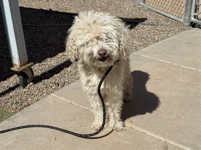 Frosty - Poodle (Standard)