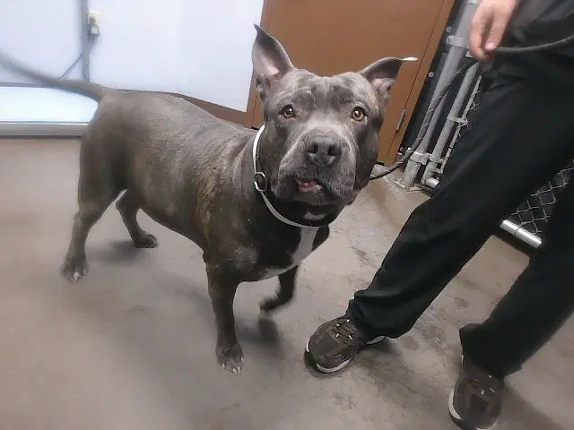 Hippo - American Pit Bull Terrier