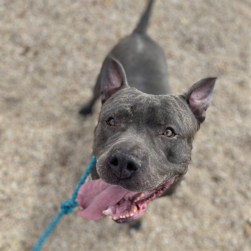 HIPPO, a dog for adoption from Maricopa County Animal Care & Control - West Valley Animal Care Center