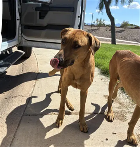 Frodo - Black Mouth Cur