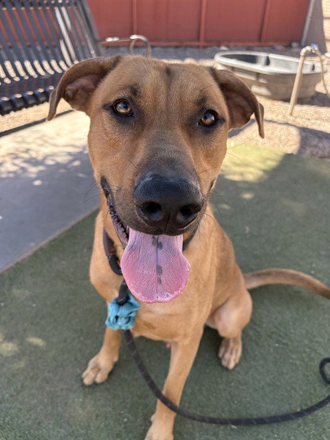 FRODO, a dog for adoption from Maricopa County Animal Care & Control - West Valley Animal Care Center