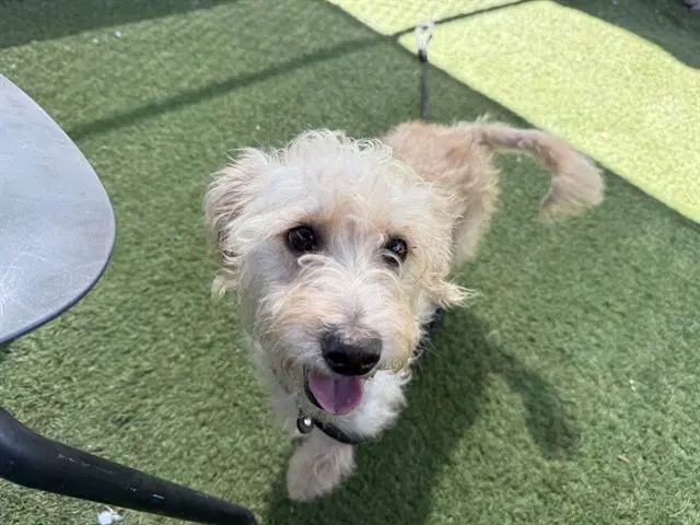 Bahama - Poodle (Miniature)