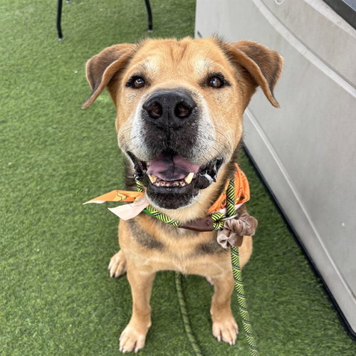 KRAMER, a dog for adoption from Maricopa County Animal Care & Control - West Valley Animal Care Center