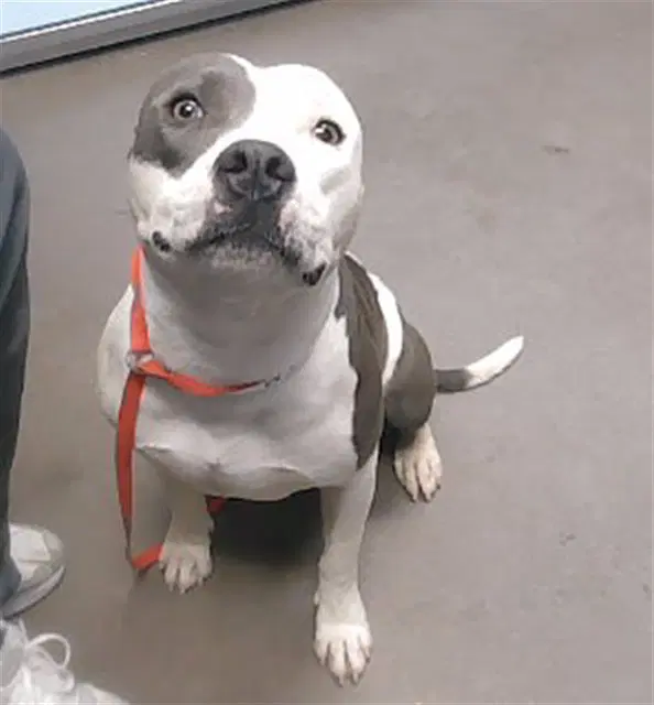 Caspian - American Pit Bull Terrier