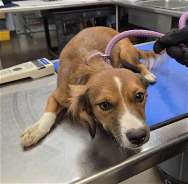 Madison - Dachshund