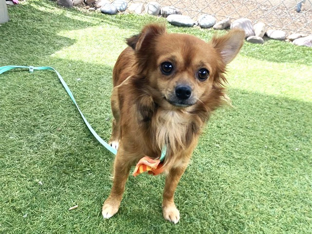 Gizmo