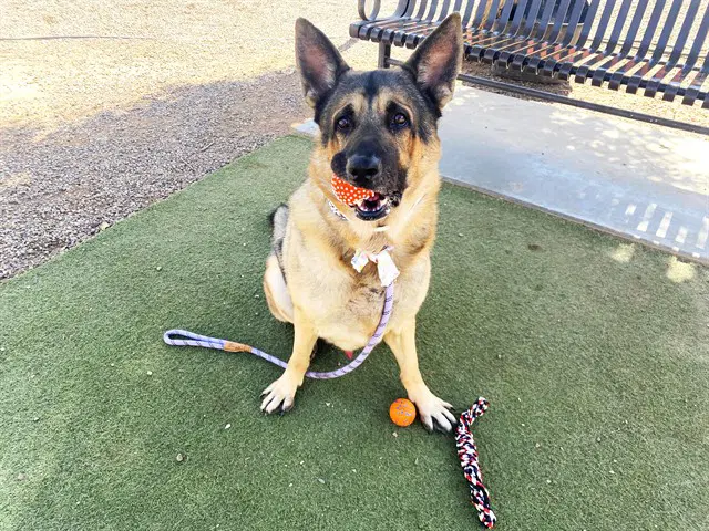 Gustave - German Shepherd Dog