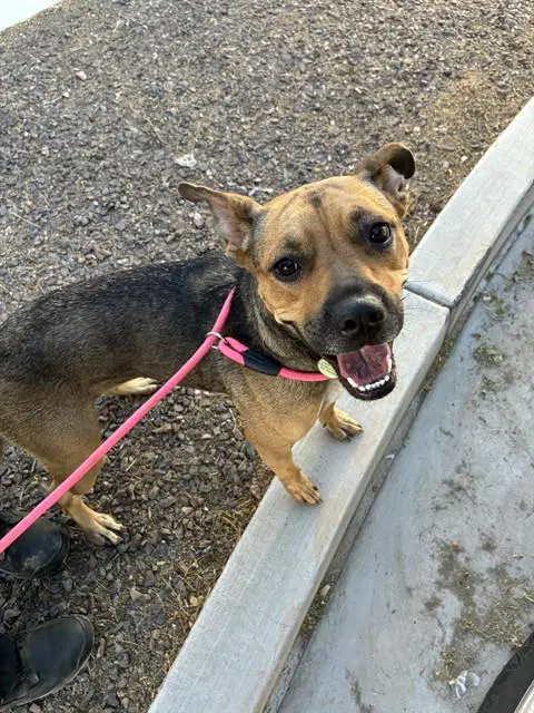 Fritter - American Staffordshire Terrier