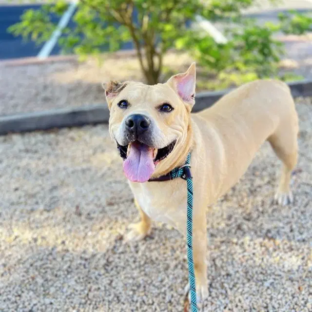 Ducky - American Pit Bull Terrier