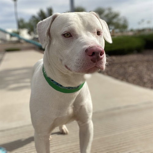 FERGUS, a dog for adoption from Maricopa County Animal Care & Control - West Valley Animal Care Center
