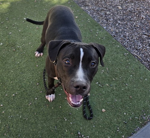 MICKEY, a dog for adoption from Maricopa County Animal Care & Control - West Valley Animal Care Center