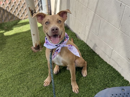 TOOFER, a dog for adoption from Maricopa County Animal Care & Control - West Valley Animal Care Center