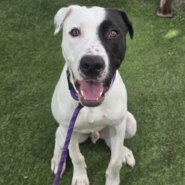 Junior - American Pit Bull Terrier