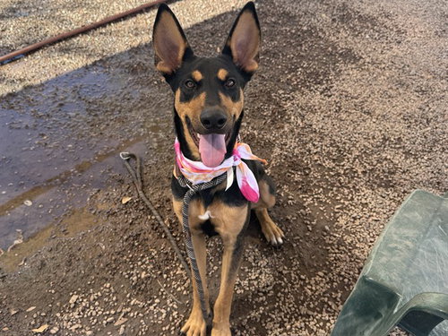 ORBIT, a dog for adoption from Maricopa County Animal Care & Control - West Valley Animal Care Center