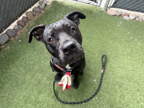 BUTTERFLY, a dog for adoption from Maricopa County Animal Care & Control - West Valley Animal Care Center