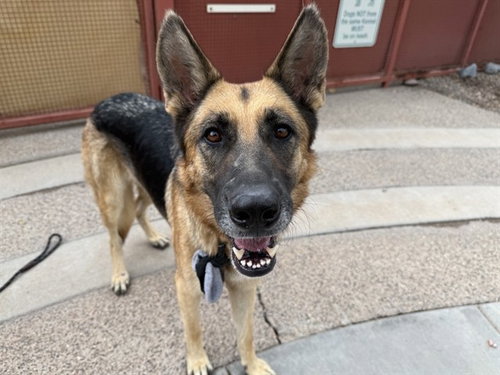 CARNATION, a dog for adoption from Maricopa County Animal Care & Control - West Valley Animal Care Center