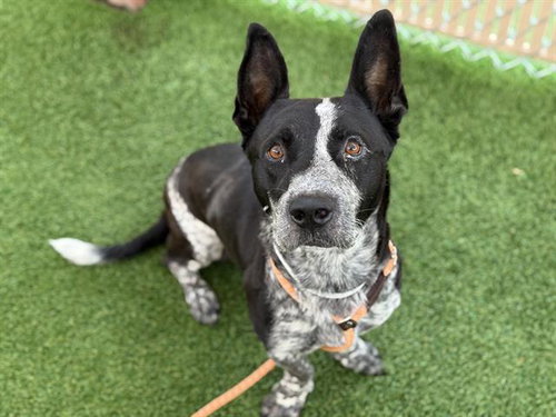 POGI, a dog for adoption from Maricopa County Animal Care & Control - West Valley Animal Care Center