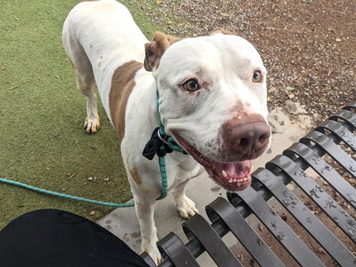 RANGER, a dog for adoption from Maricopa County Animal Care & Control - West Valley Animal Care Center