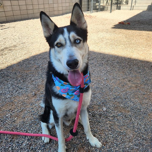 TOBY, a dog for adoption from Maricopa County Animal Care & Control - West Valley Animal Care Center