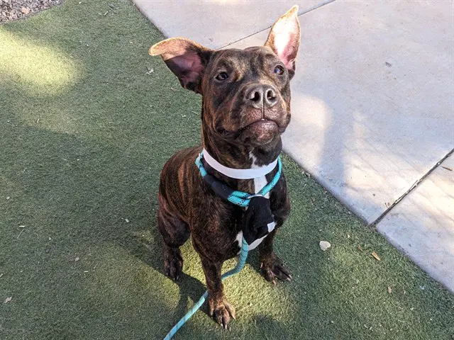 Sookie - Boxer