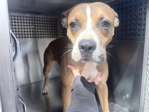 BELLA, a dog for adoption from Maricopa County Animal Care & Control - West Valley Animal Care Center