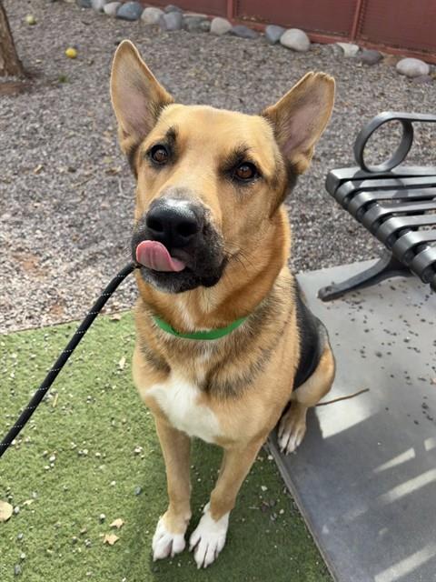 BOSTON, a dog for adoption from Maricopa County Animal Care & Control - West Valley Animal Care Center