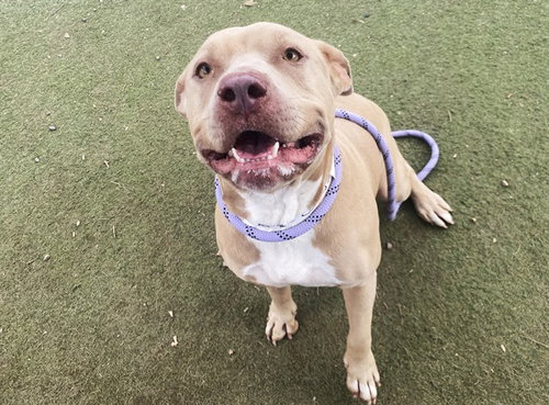 BABY DOG, a dog for adoption from Maricopa County Animal Care & Control - West Valley Animal Care Center