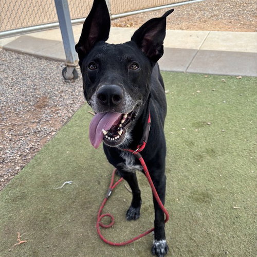 MONTY, a dog for adoption from Maricopa County Animal Care & Control - West Valley Animal Care Center