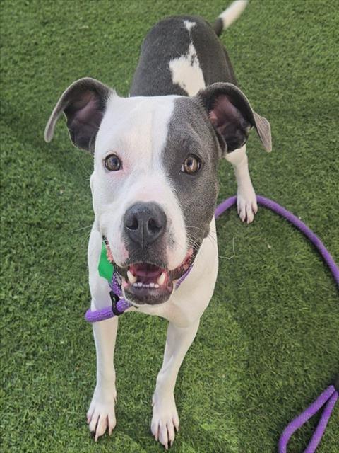 MAIZIE, a dog for adoption from Maricopa County Animal Care & Control - West Valley Animal Care Center