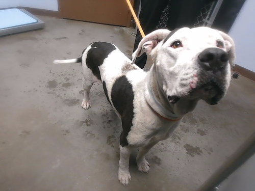 MARISOL, a dog for adoption from Maricopa County Animal Care & Control - West Valley Animal Care Center