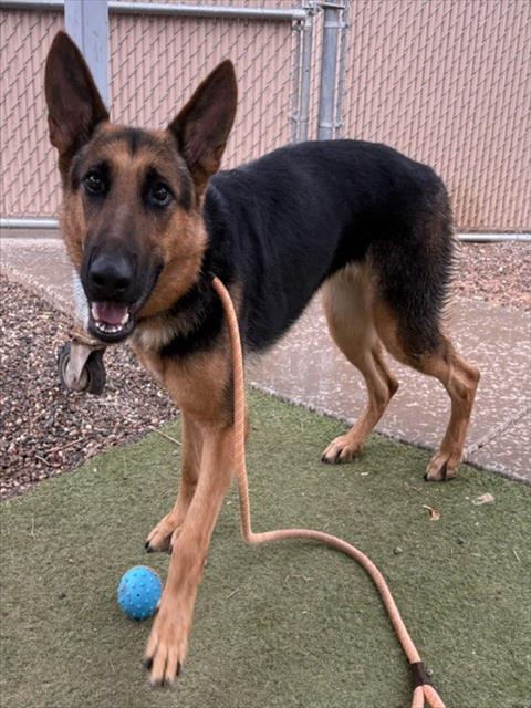 MAYA, a dog for adoption from Maricopa County Animal Care & Control - West Valley Animal Care Center